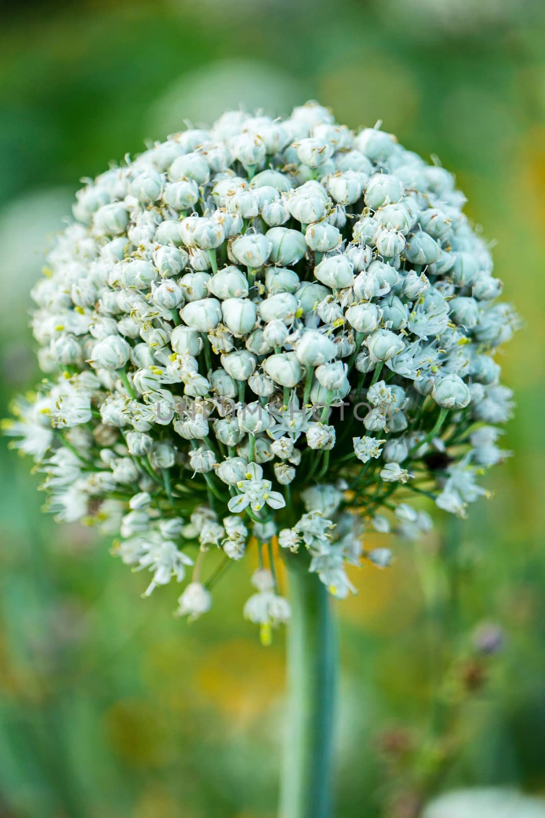 A beautiful bunch of white flowers with a high green stem on the background of a green stone by Adamchuk