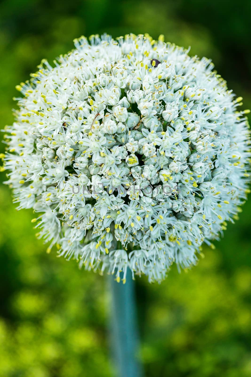 White flower with dense petals forming the shape of a sphere with small yellow points of stamens. It looks very beautiful and unusual.