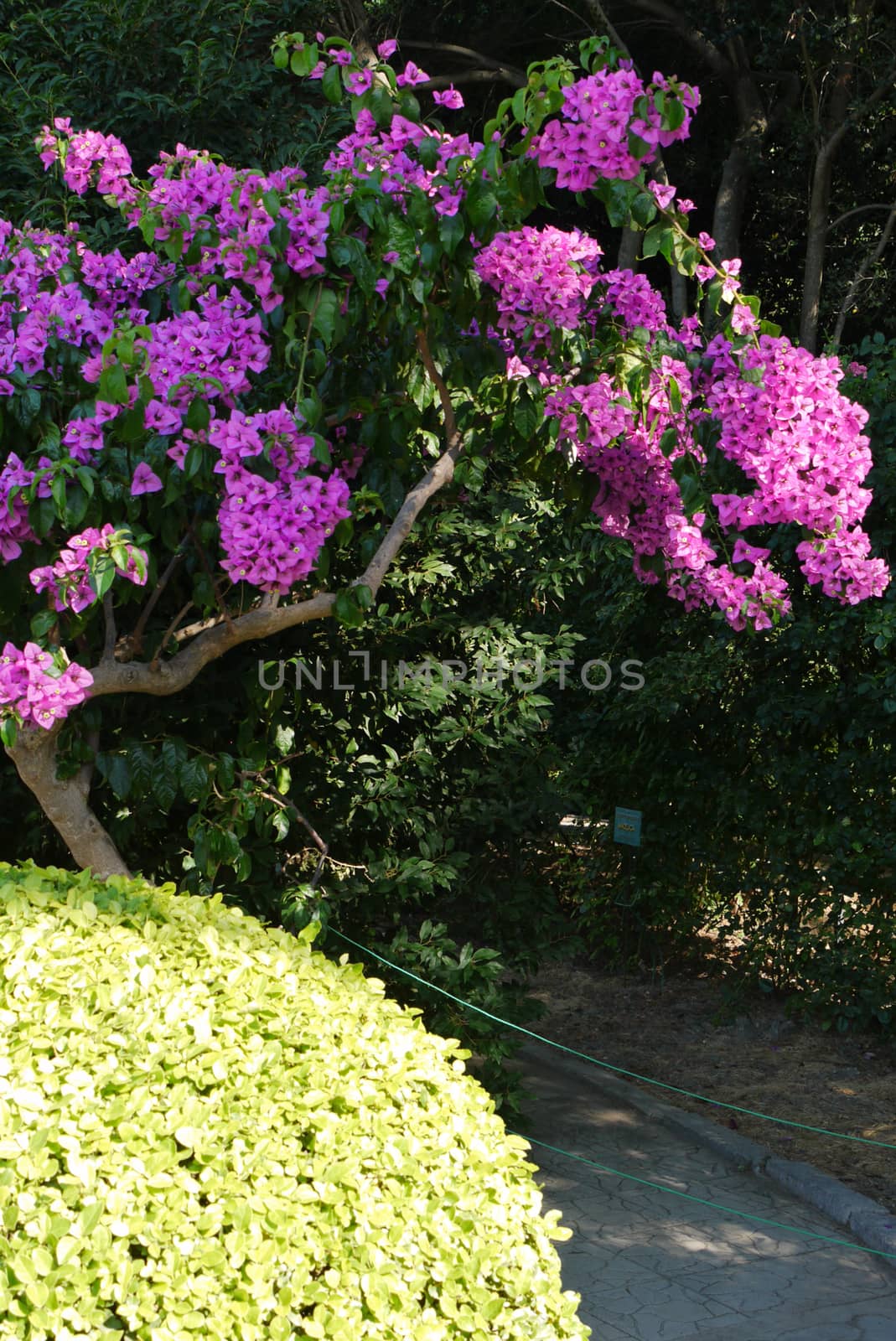 A small tree with beautiful small pink inflorescences against a neatly trimmed round green bush