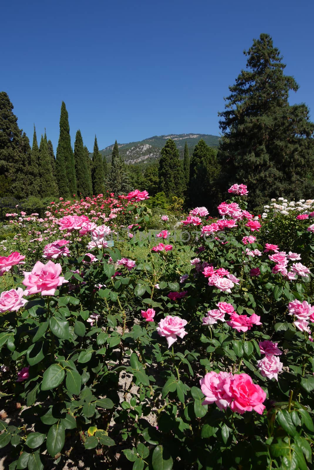 A magnificent glade with beautiful bushes of luxurious roses growing among the lush fir trees with a beautiful view of the mountains and the blue sky. by Adamchuk