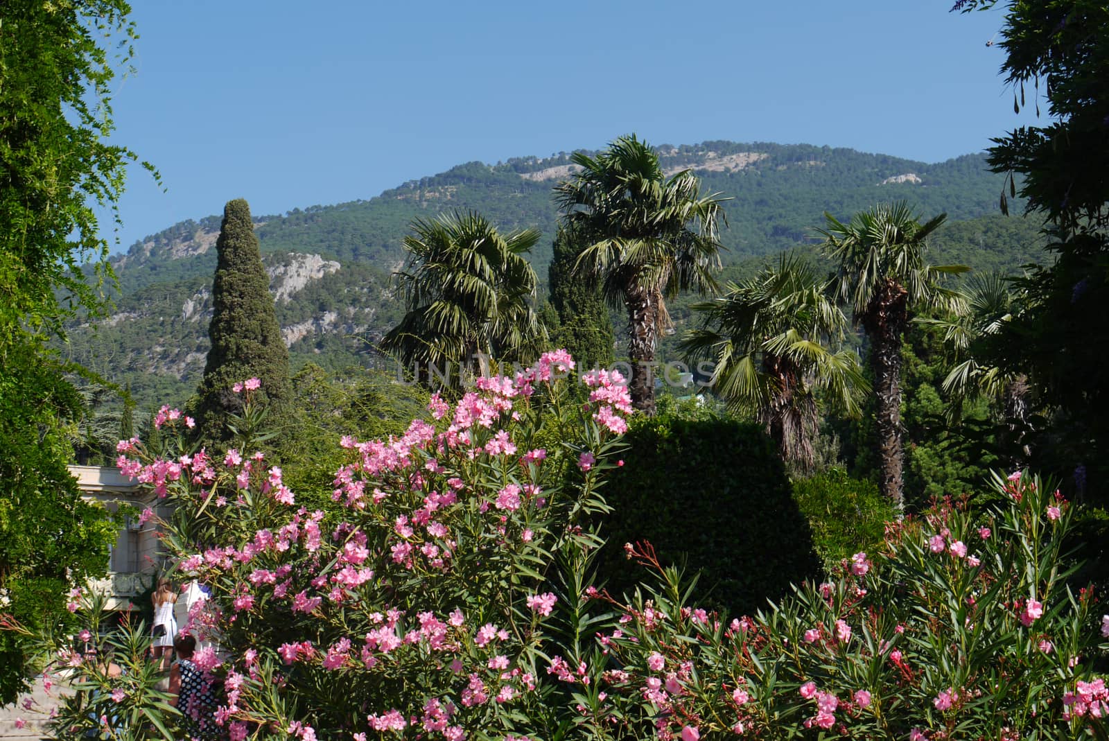 A magnificent bush with pink small flowers against the background of green cypresses and palms
