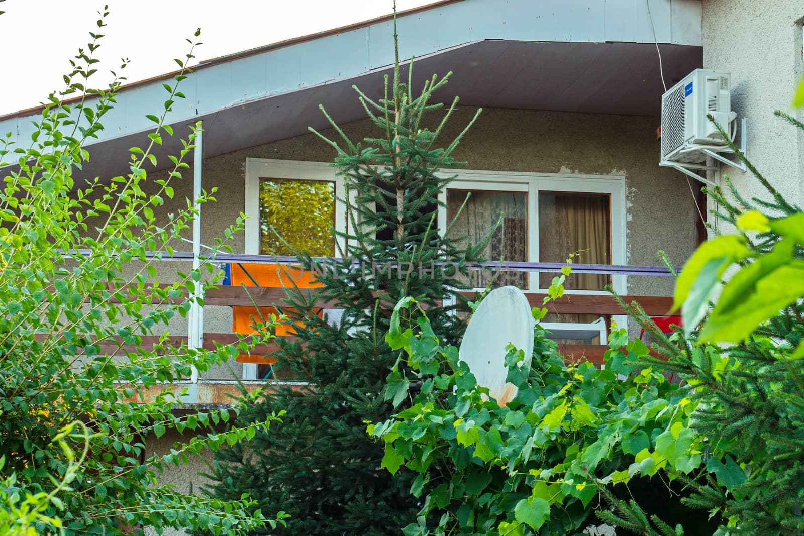 beautiful and tall spruce growing in front of the balcony of the house