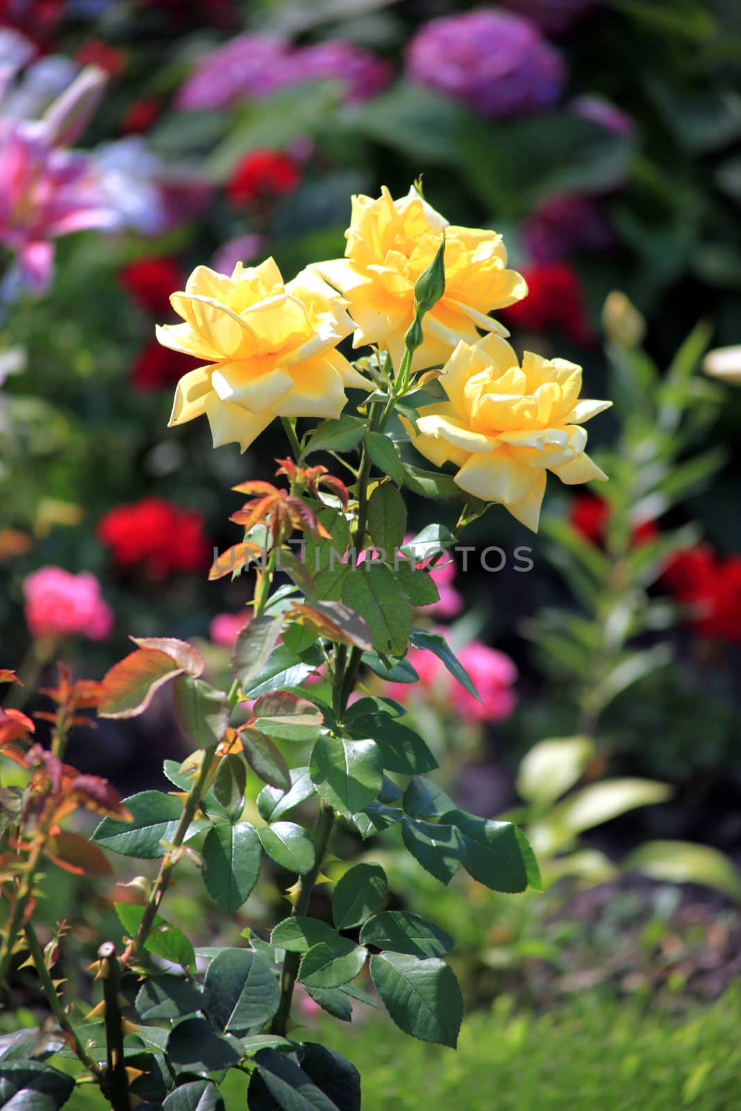 A bush with huge lush yellow roses on high green legs with prickly thorns