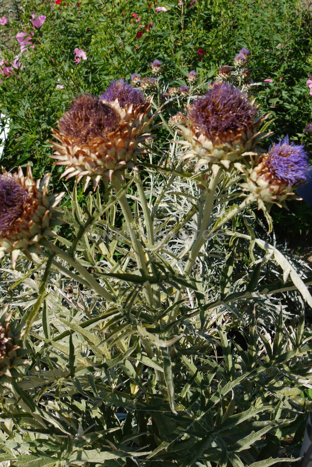 Flower burdock with a single stem and several branches with spines. A plant that grows in various places, including abandoned.