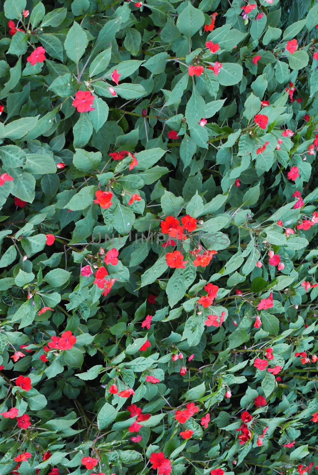 Carpet of green leaves with rare flowers with red petals. A beautiful picture of the wild.