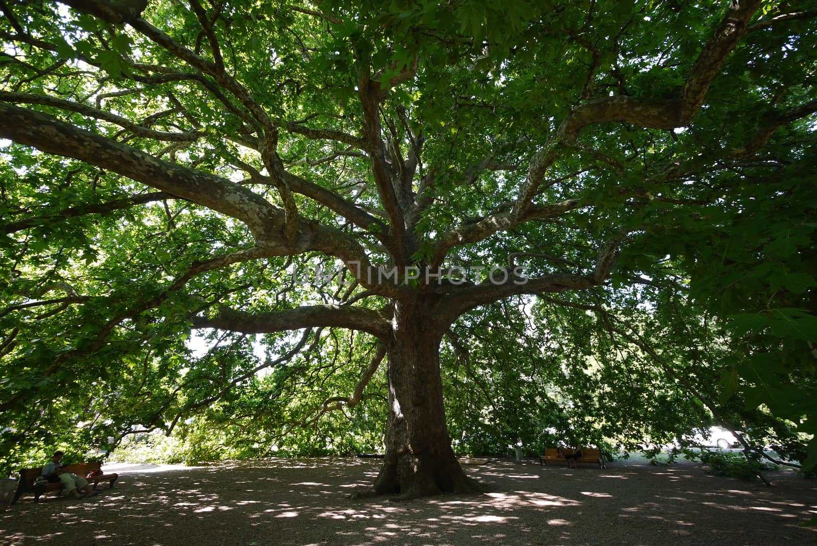A small crowd near the huge ancient massive tree with wide branches
