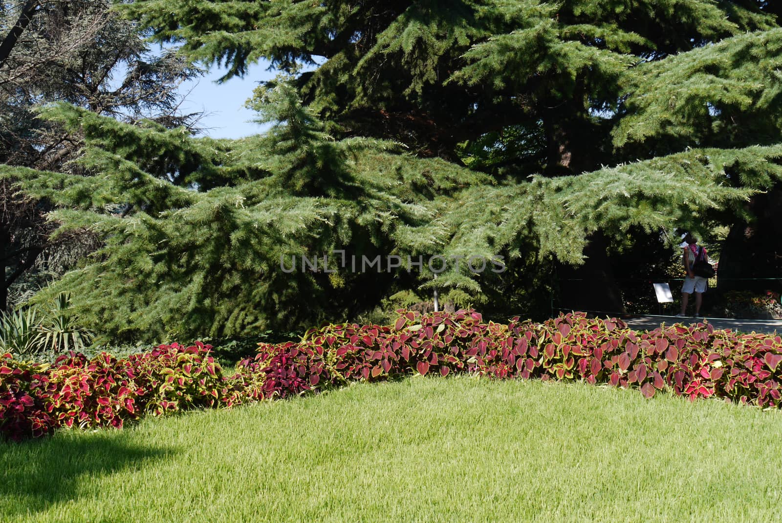 Gently trimmed green lawn with decorative flowers on the background of a tall massive coniferous tree