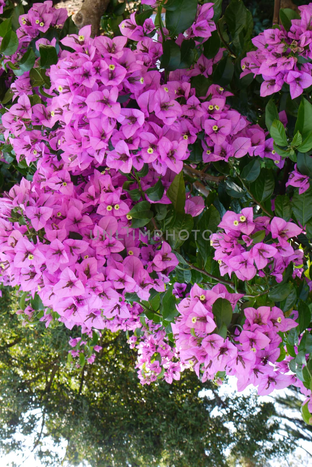 purple flowers with yellow medints on a bush