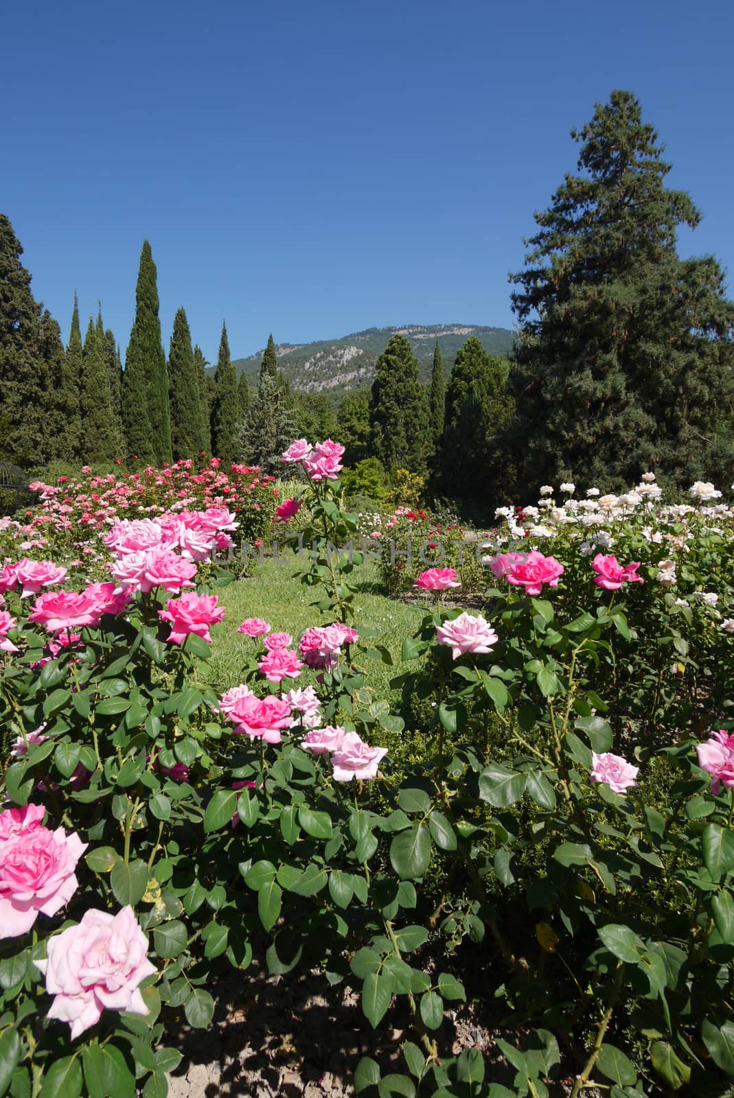 The flower is densely planted with white and pink rose bushes in the botanical garden. by Adamchuk