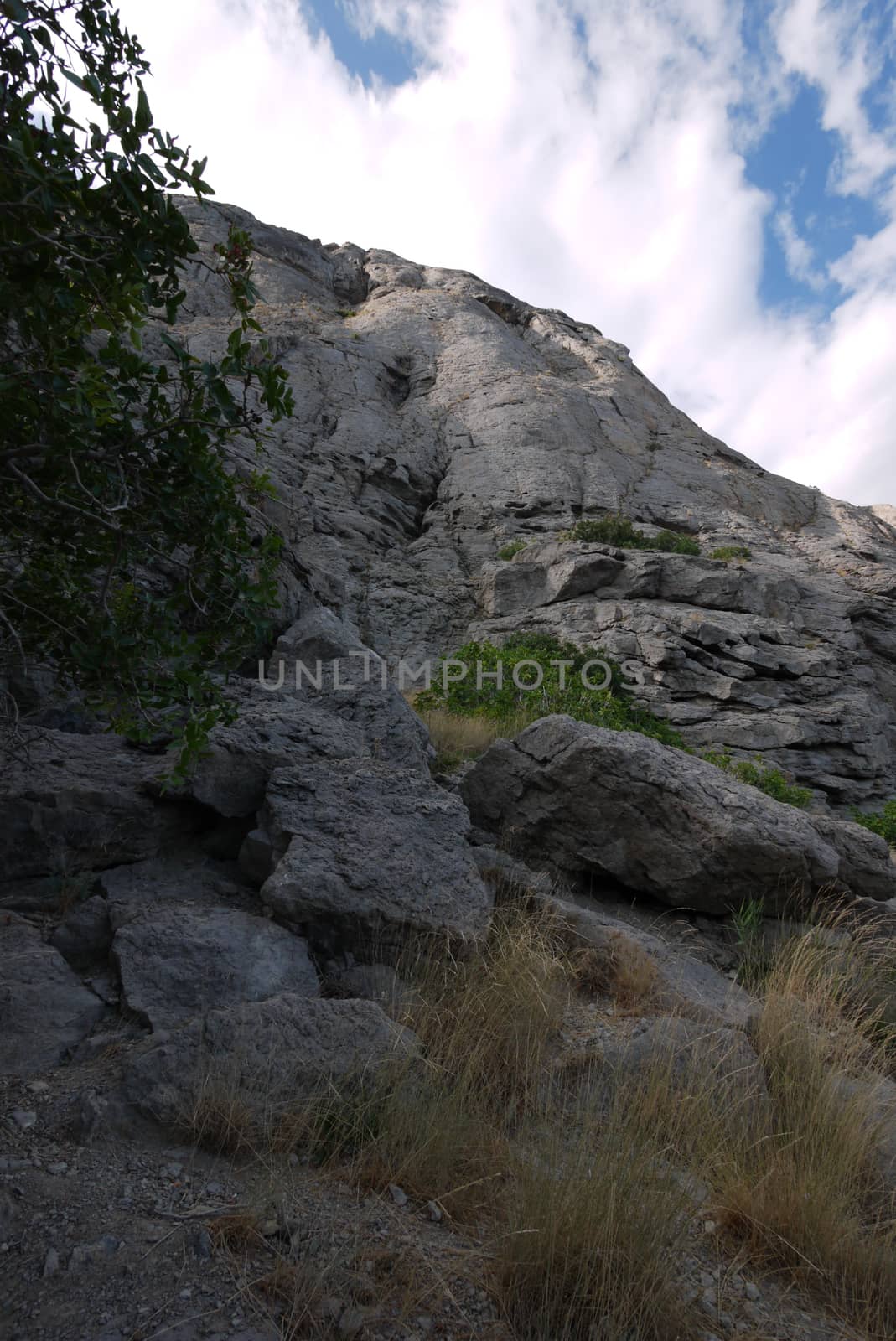 rocks with yellow grass and tree against a cloudy sky background