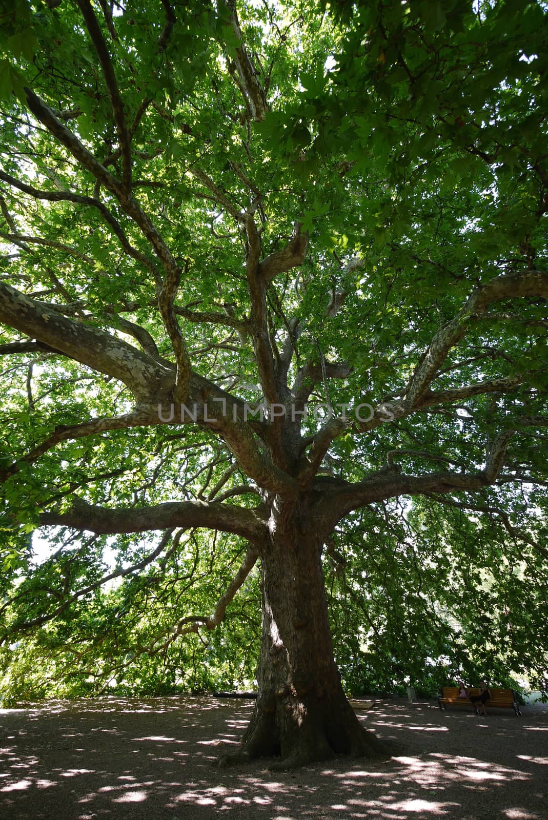 Green is a very branchy tree with thick leaves giving a big shadow under the whole tree.