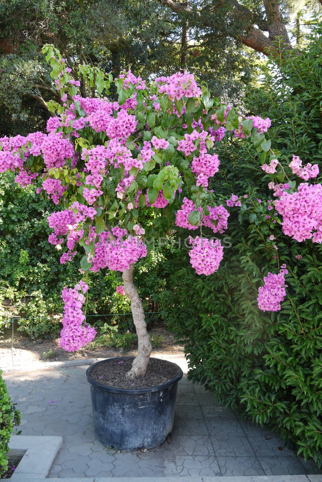 A low flowering tree with pink petals of beautiful buds. It look by Adamchuk