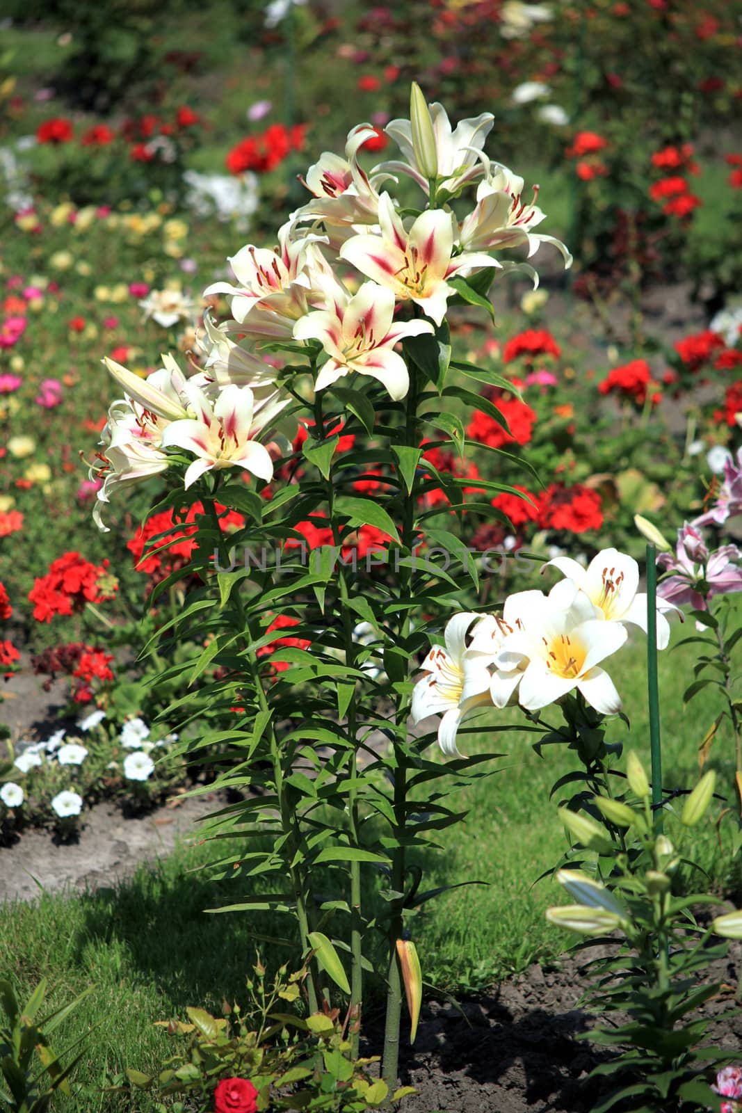 White lilies with green leaves and thin stems growing in the garden on the background of other equally beautiful flowers.