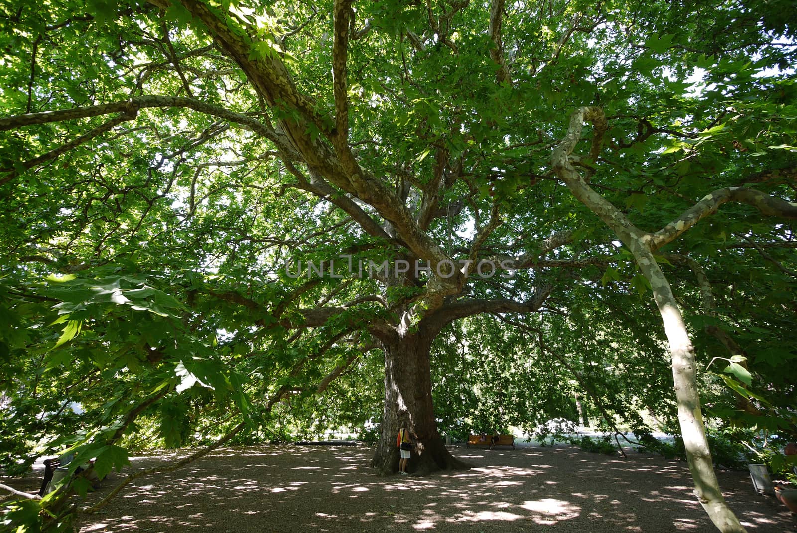An old tree with a lush crown and sloping branches giving a big shadow and people resting on a bench under it. by Adamchuk