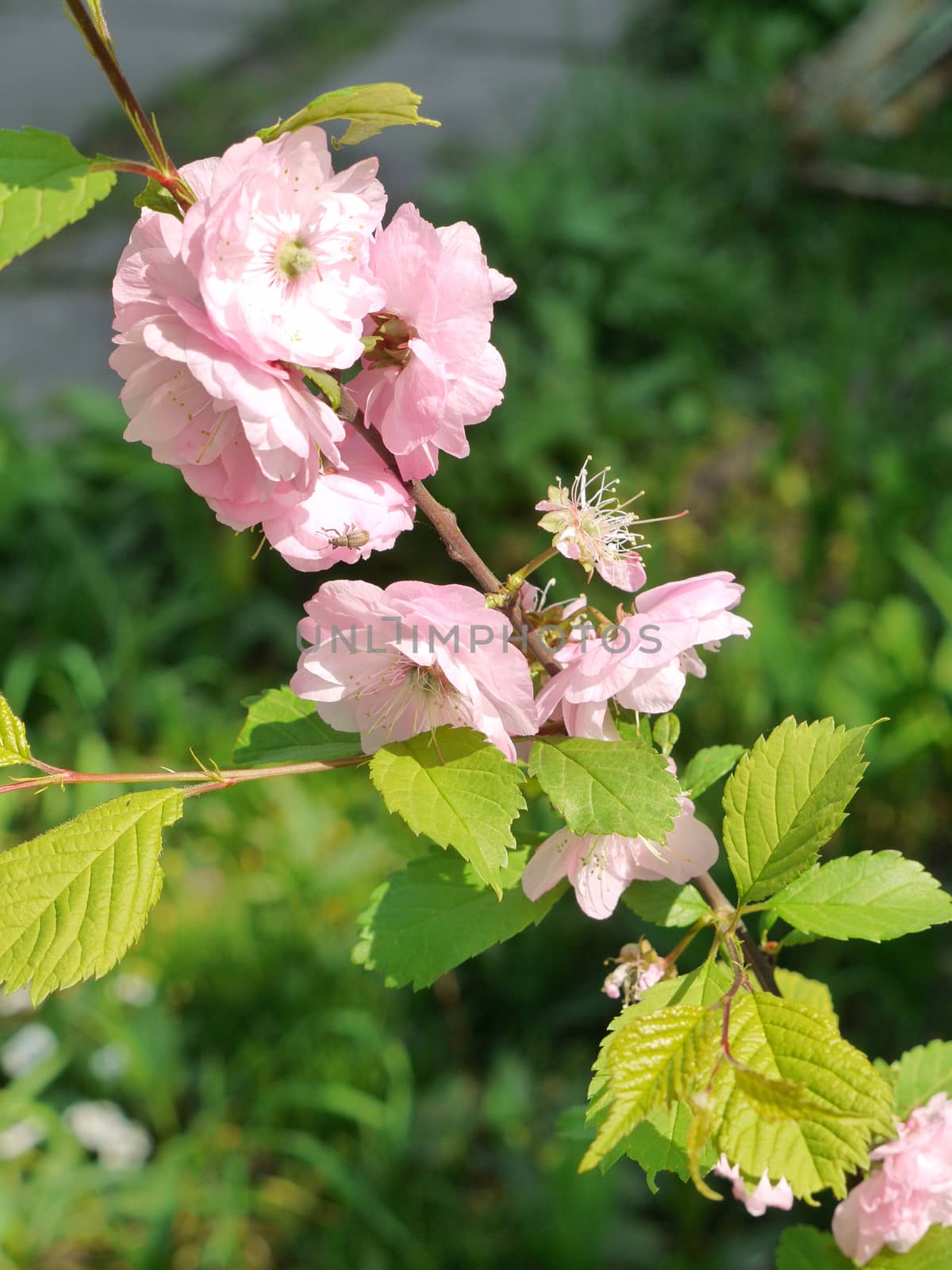 A branch with pink lush flowers and ornamental green leaves, shot close-up by Adamchuk