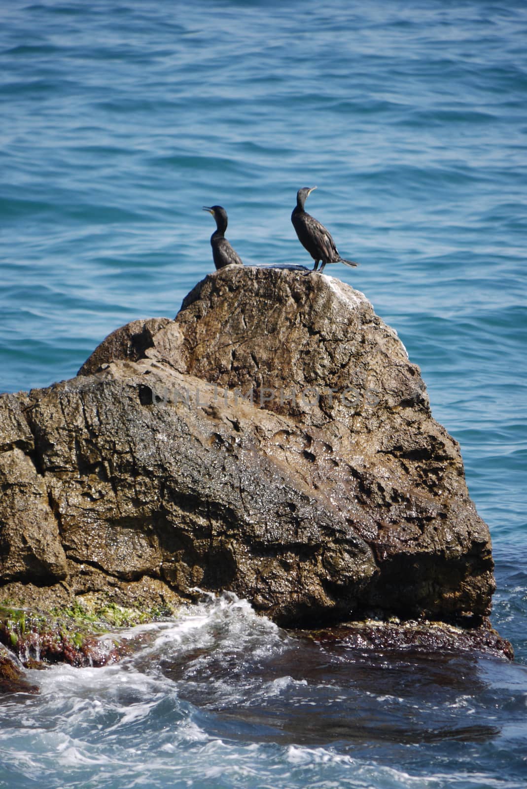 A pair of black sea birds on a rock that is washed by sea waves