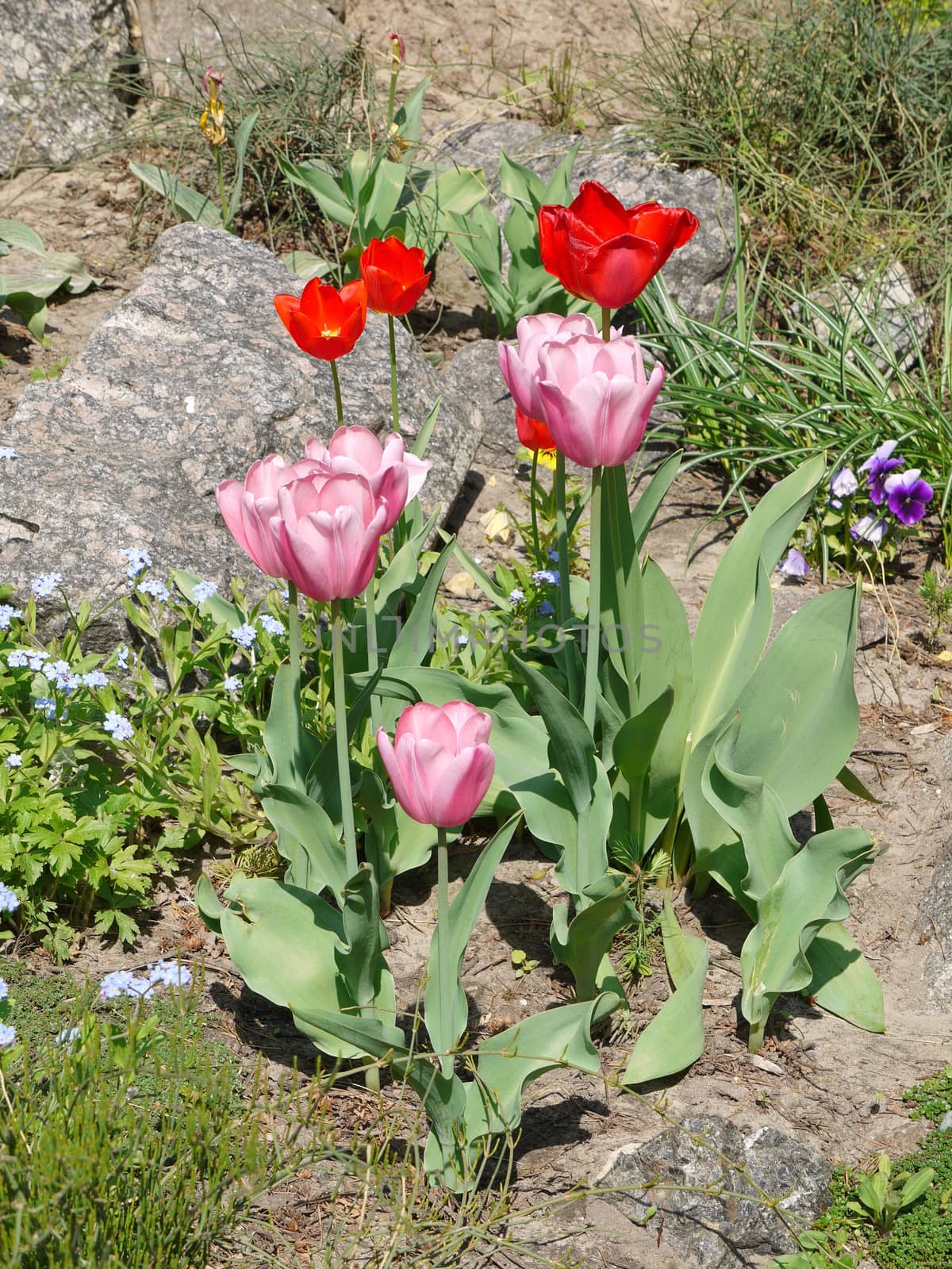 Graceful fresh with pink petals of tulips. Growing among small stones and grass under the scorching sun.