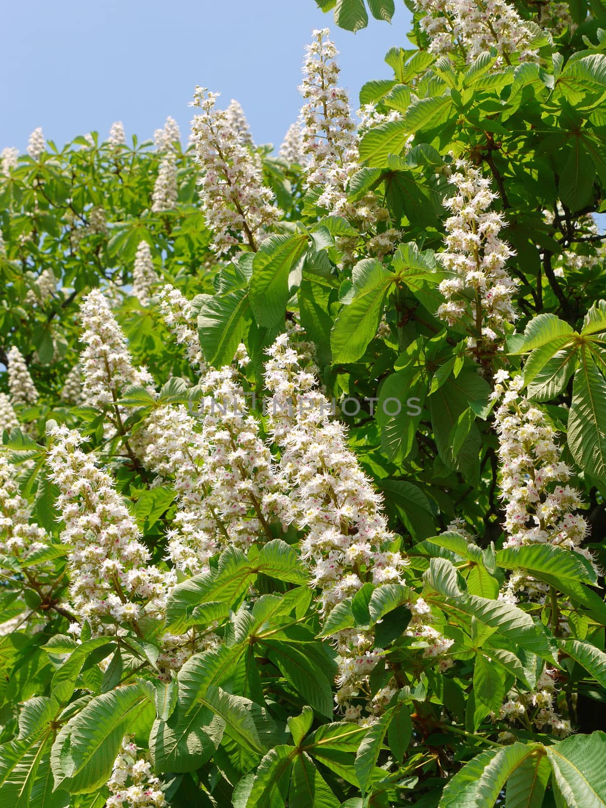 white torches of chestnut flowers on the background of green leaves by Adamchuk