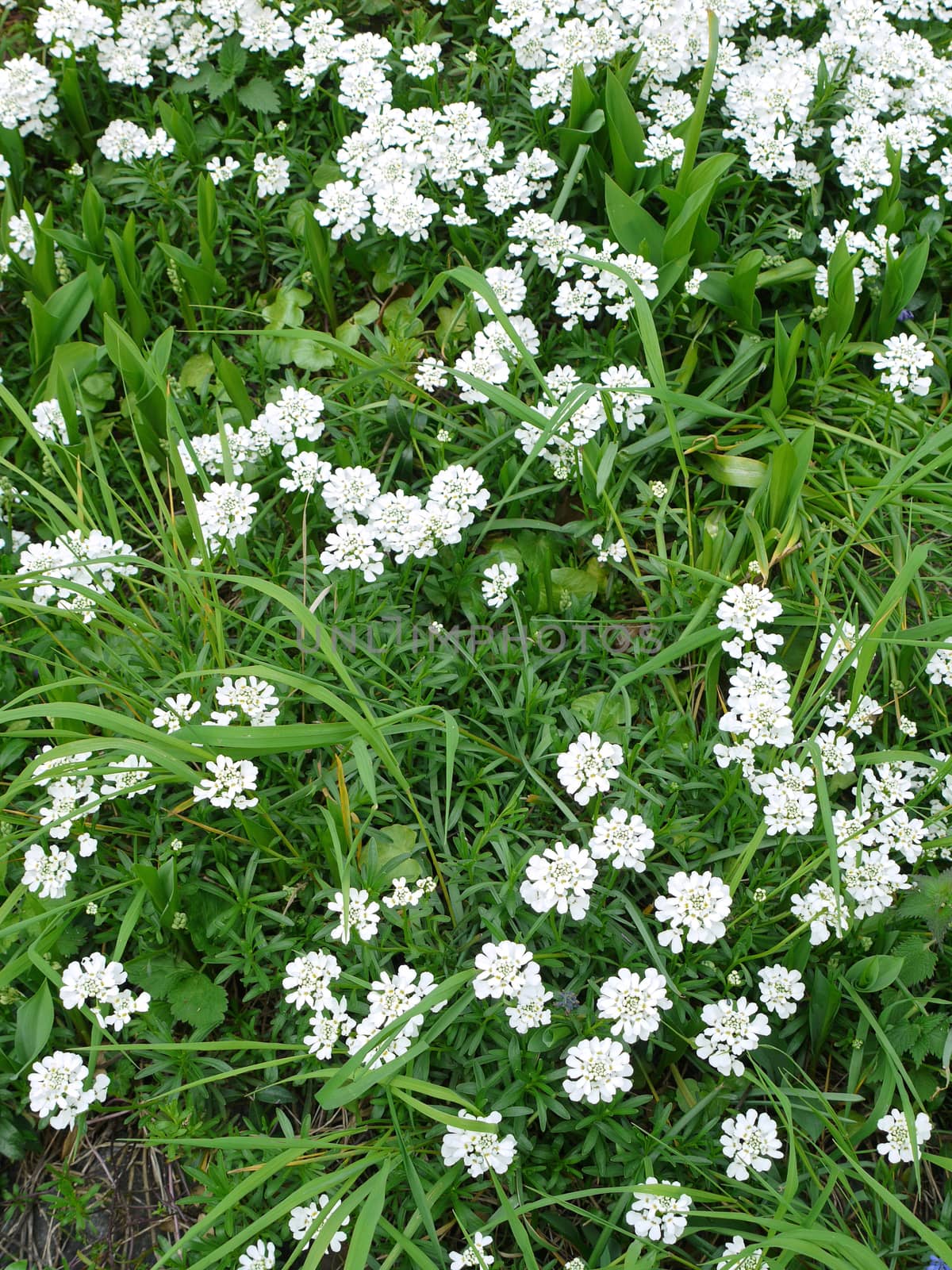 inflorescences of small white flowers between the green grass. Spring collage