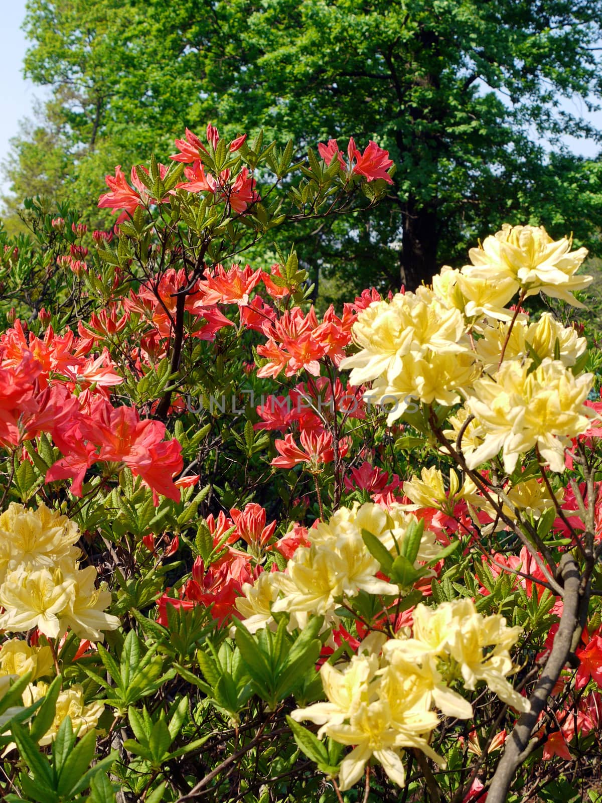Wonderful red and yellow blossoming petals of flowers with green leaves against the background of tall trees