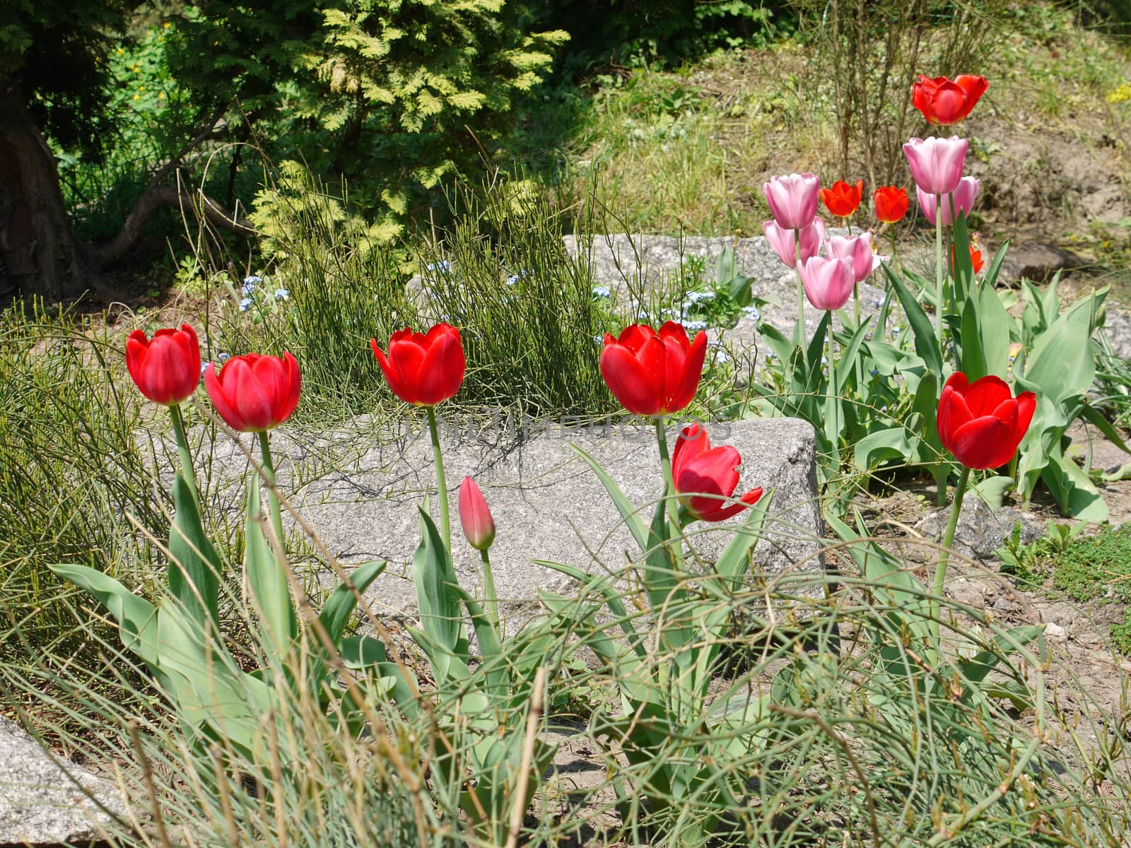 Red and pink tulips on high bumps on the background of stone boulders and green trees