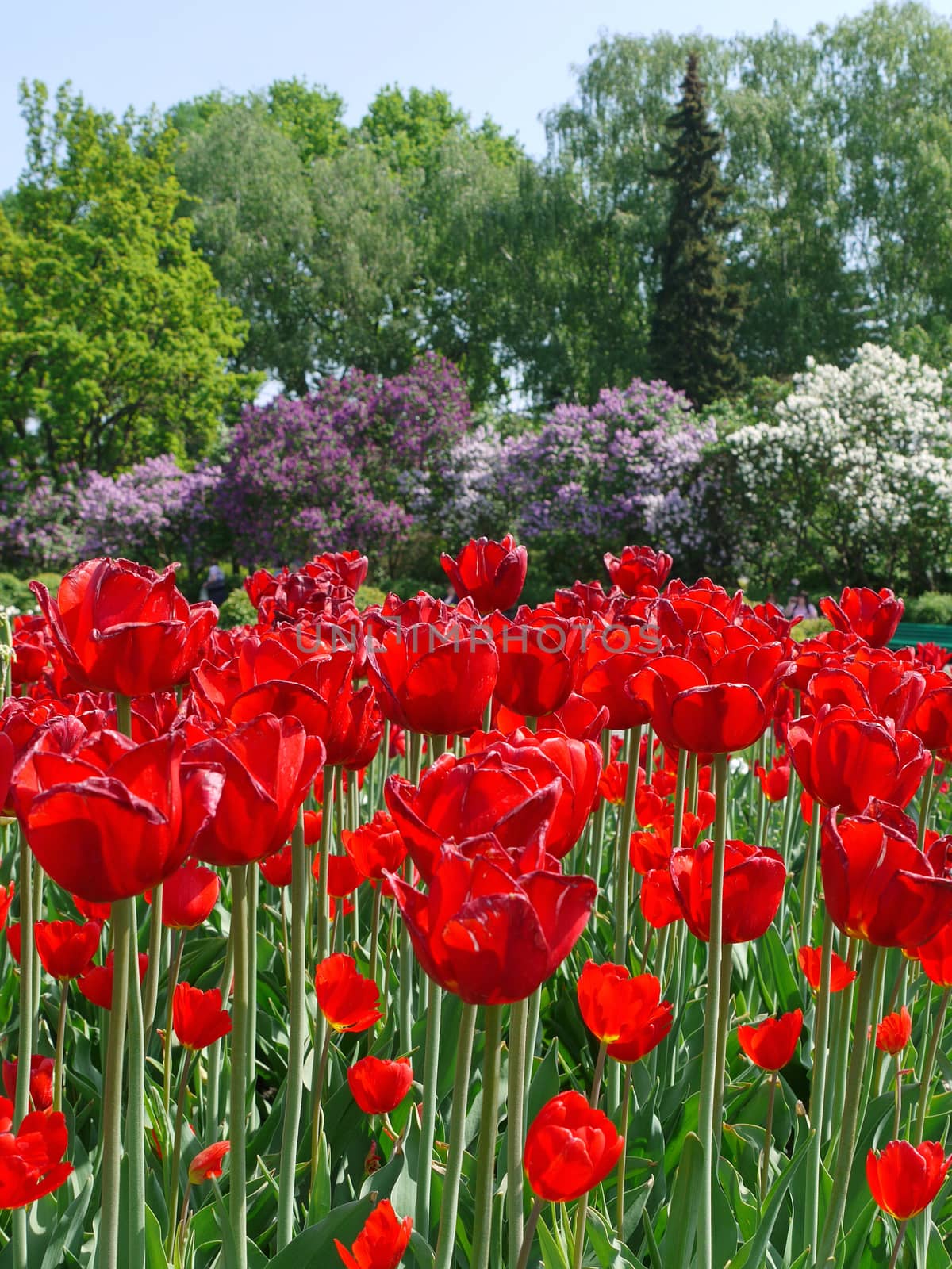 Flowers of red tulips with lilac bushes of different colors in the background by Adamchuk