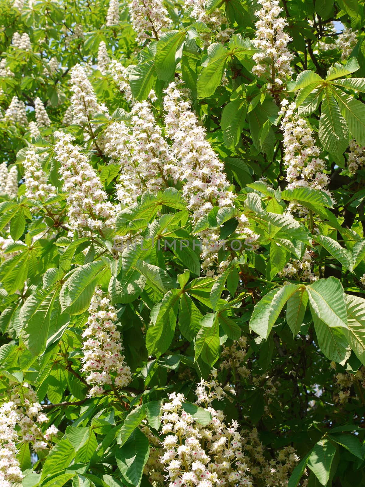 Lush branches with white inflorescences of a chestnut on a background of green foliage