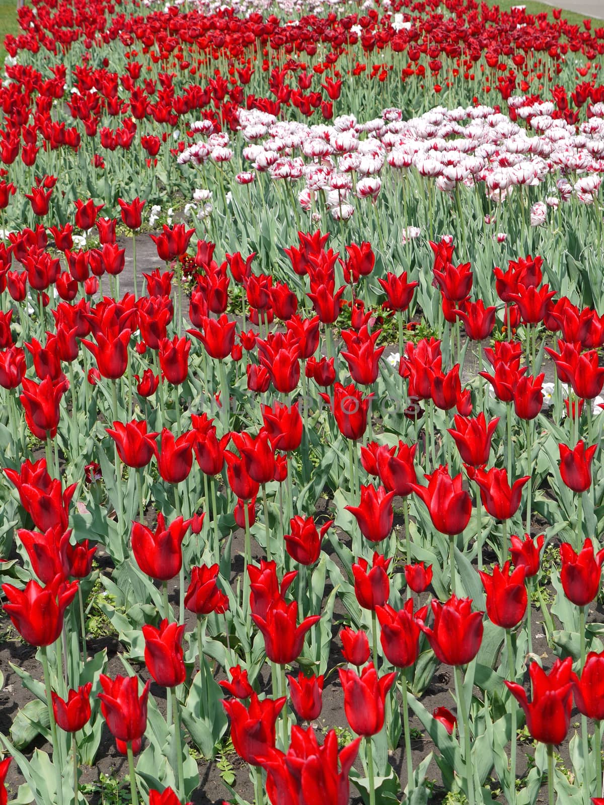 boundless field of red and white tulips by Adamchuk