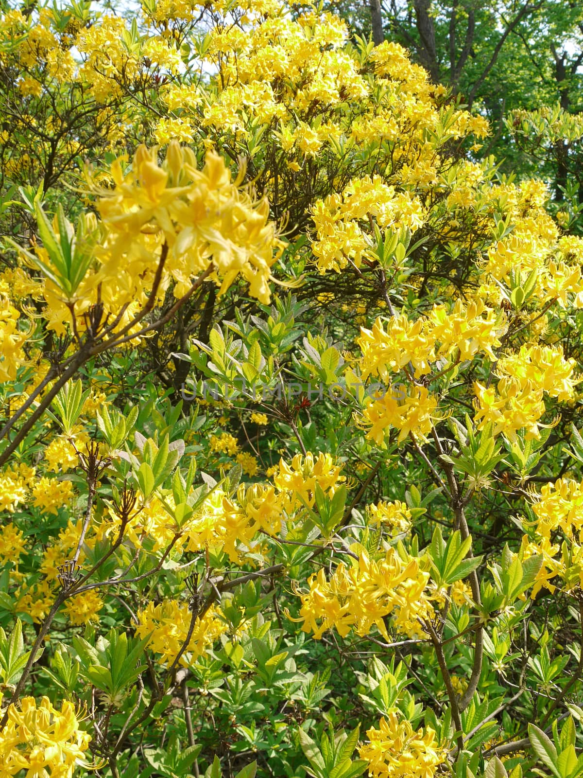 A tree with thick branches is colored by bright yellow flowers