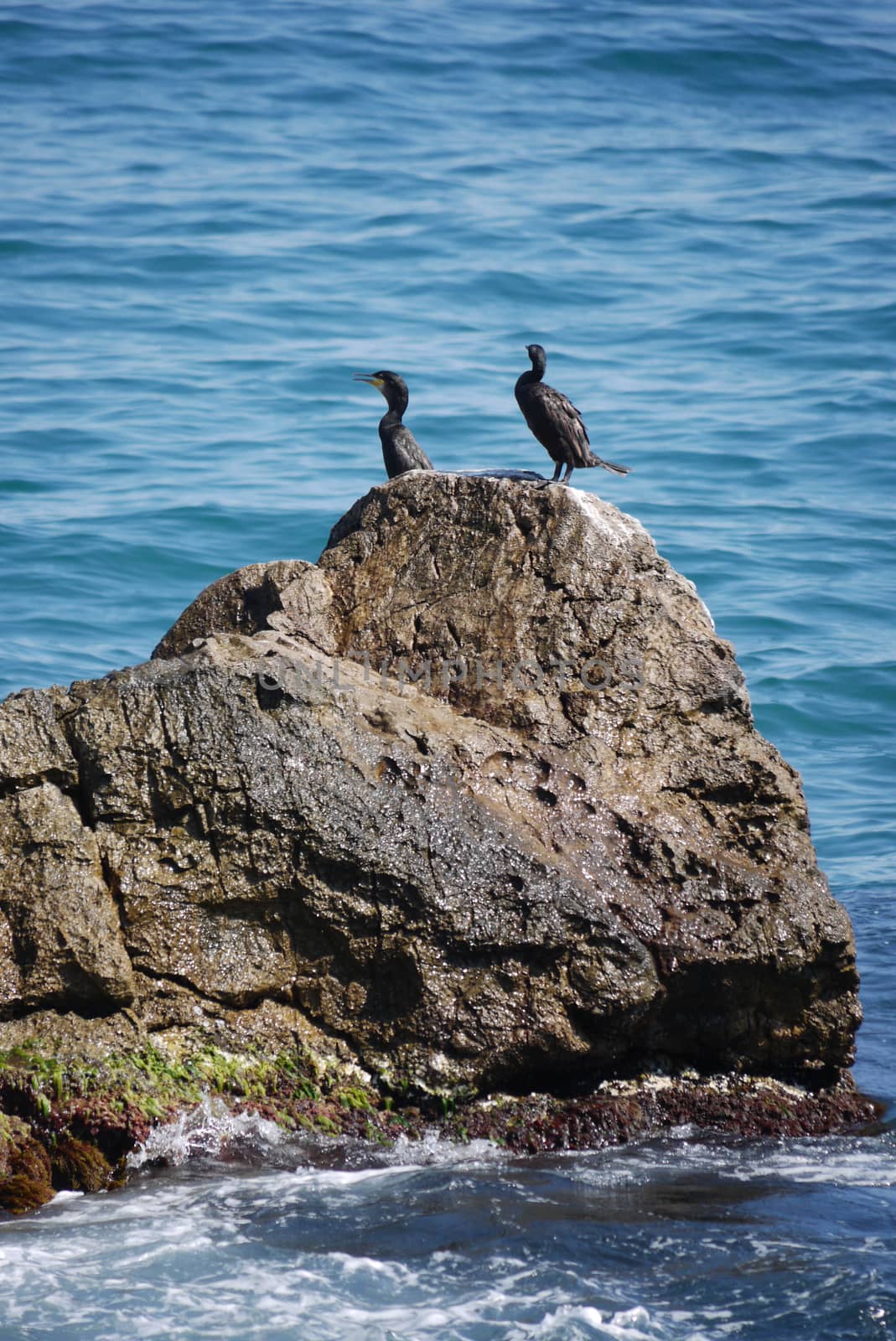 Several waterfowl with black feathers stand on a large rock in the middle of the blue sea by Adamchuk