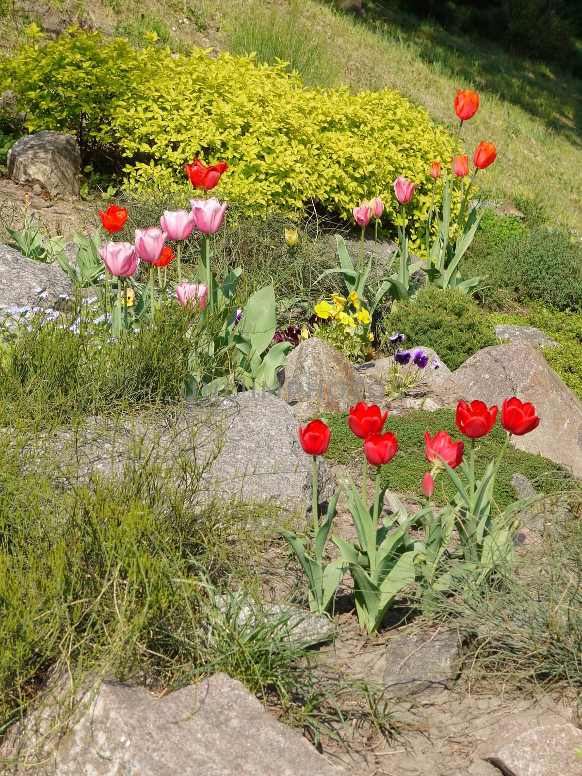 beautiful tulips of different colors growing between stones