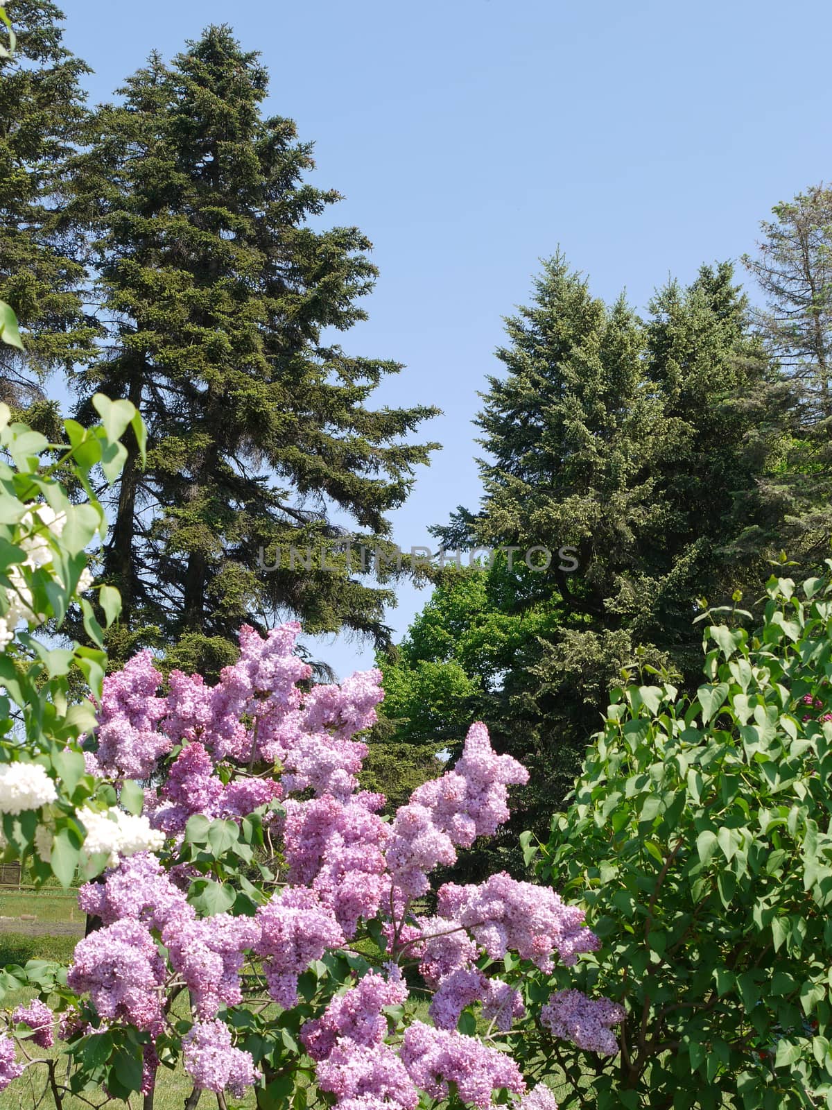 The tops of different trees and bushes against the blue sky, the contrast which creates a blossoming lilac