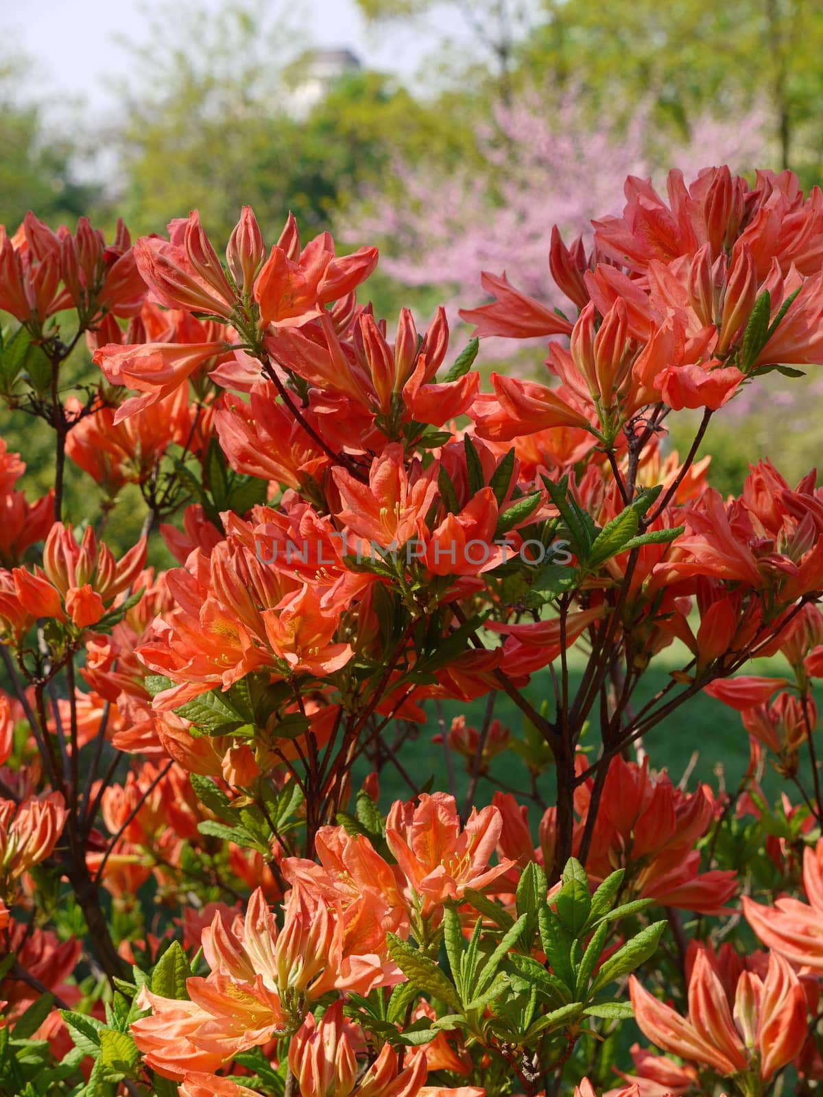 A beautiful bush of beige lilies will become an ornament of any bouquet by Adamchuk