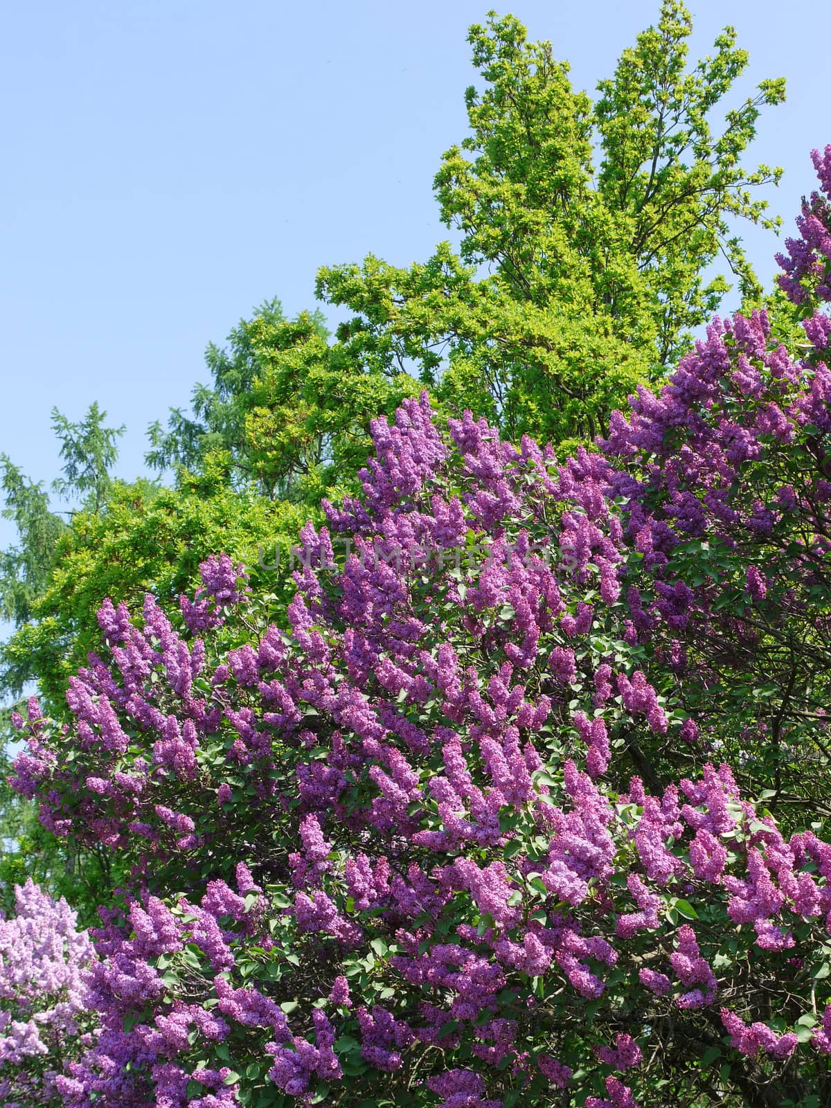 A tall bush of blossoming lilacs. All other plants are faded against its background by Adamchuk