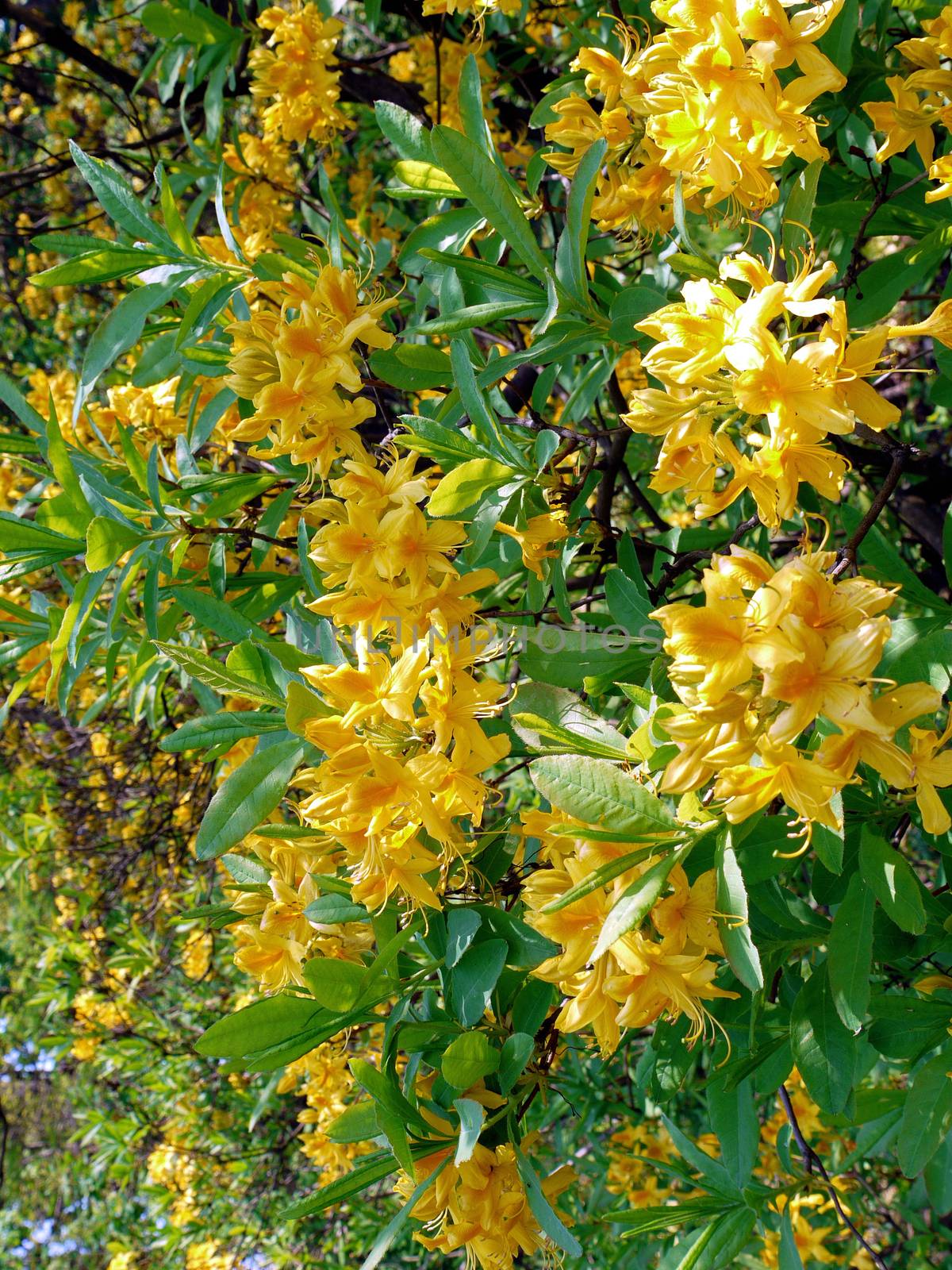 A tree with beautiful brightly yellow lush flowers and green leaves