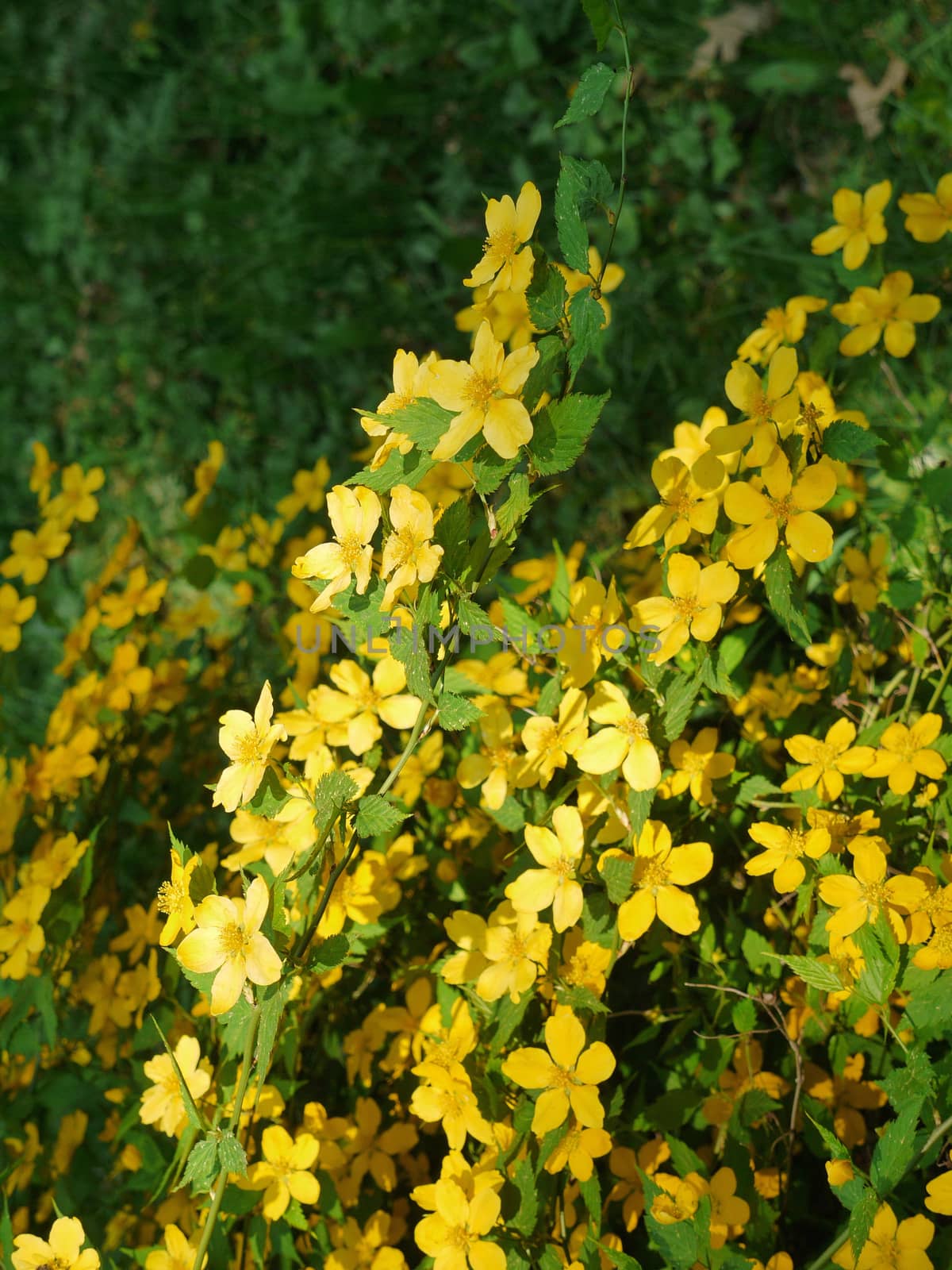 Little yellow hypericum flower with green leaves under the scorching sun