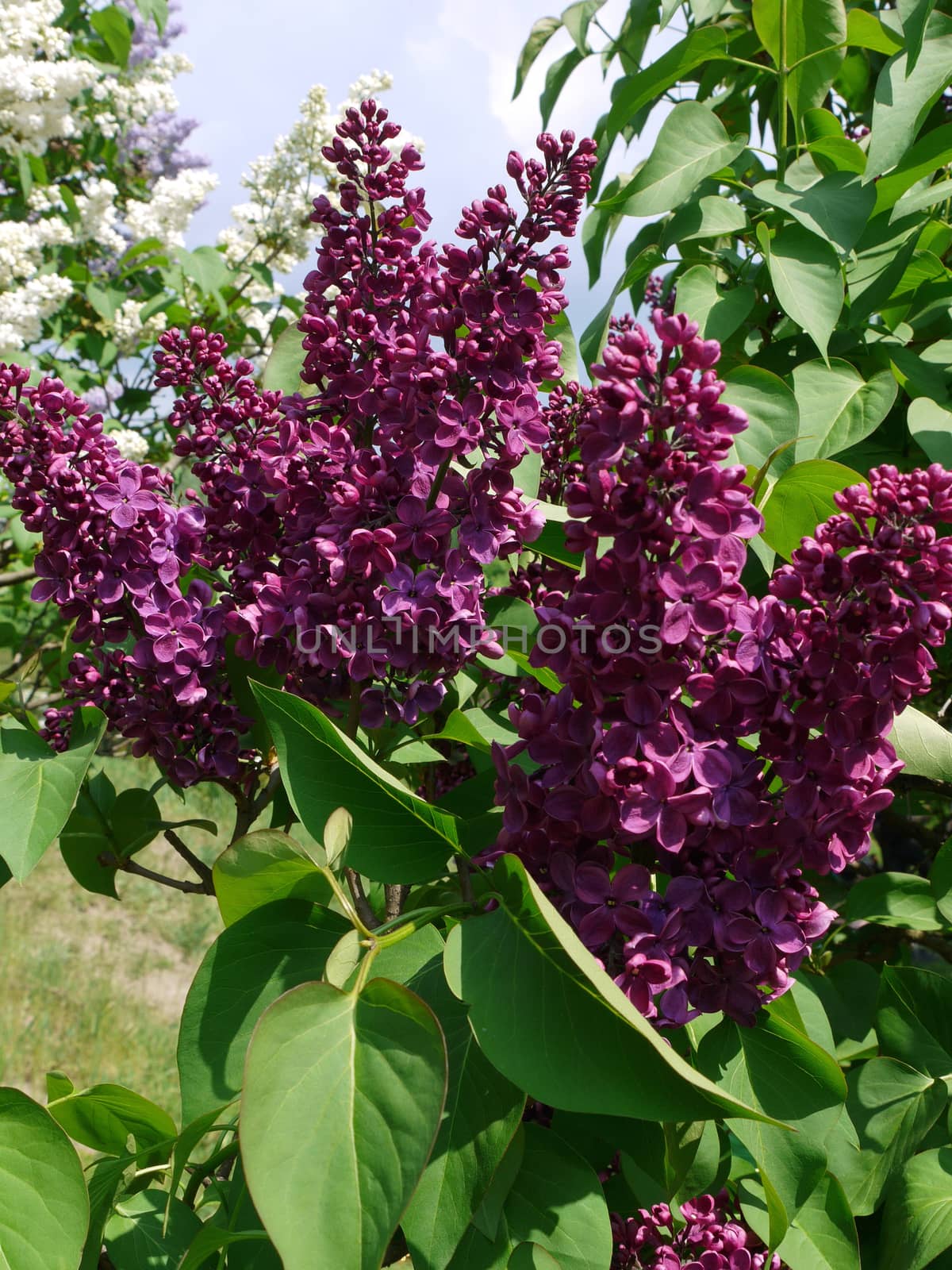 A magnificent branch of lilac with bright petals and juicy green leaves. A charming smell that always attracts if you pass nearby.