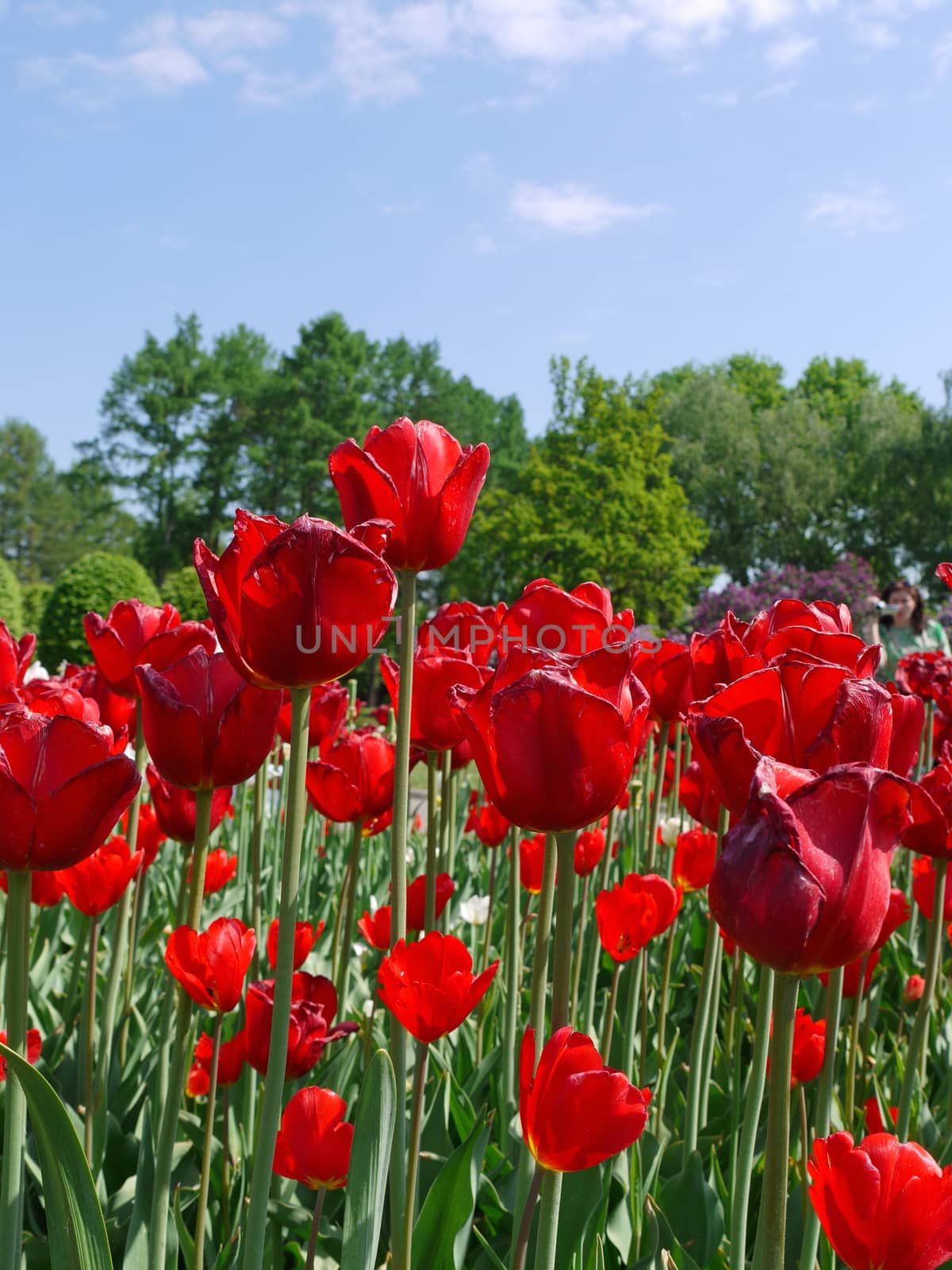 Beautiful red tulips on high legs against a background of green trees by Adamchuk