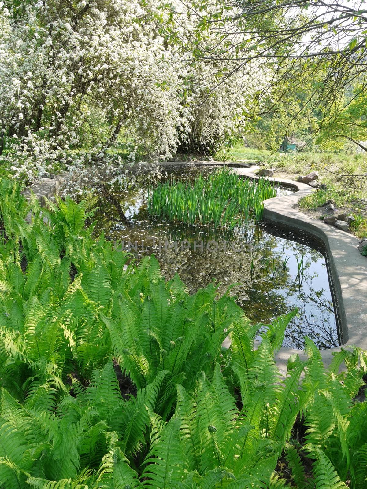 A small pond with a concrete path that goes through it. Next to the white lilac blossoms
