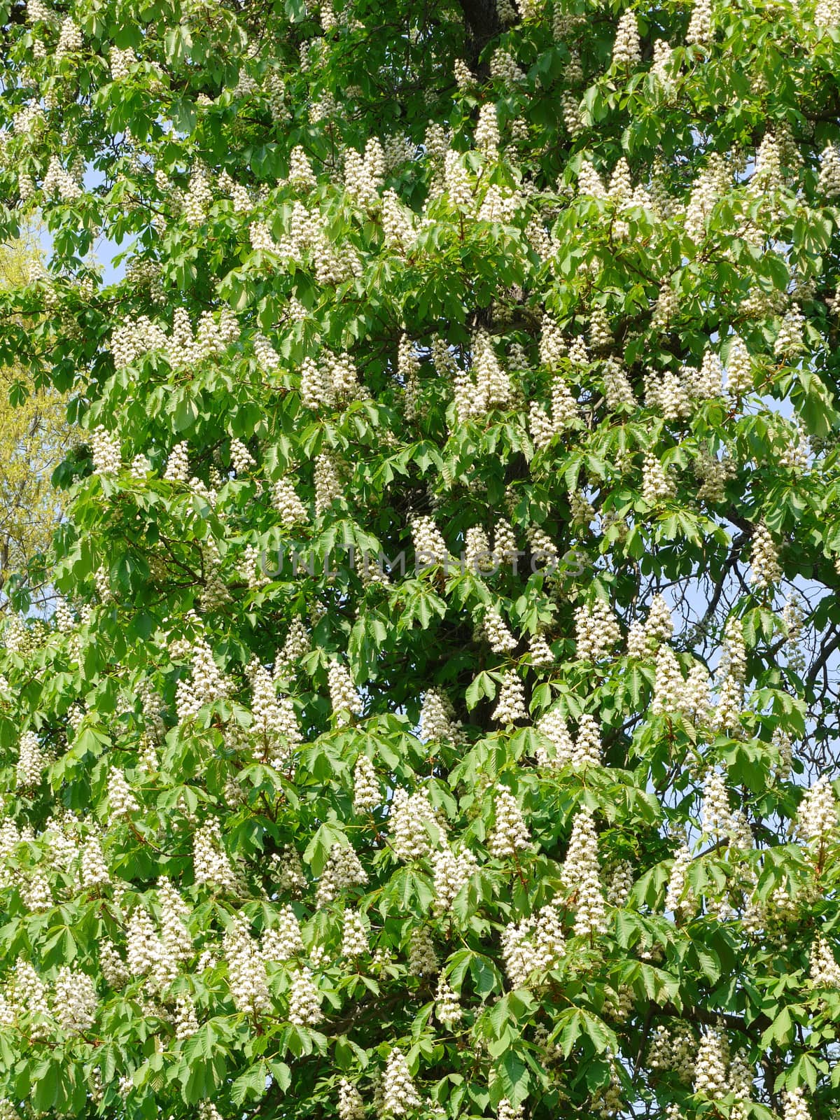 great chestnut tree with a lot of flowering branches by Adamchuk