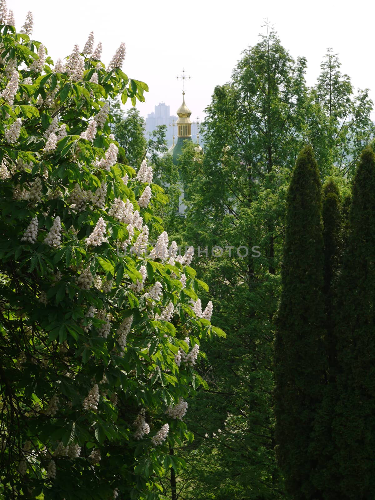 the top of the high-altitude church dome on the background of blossoming chestnuts