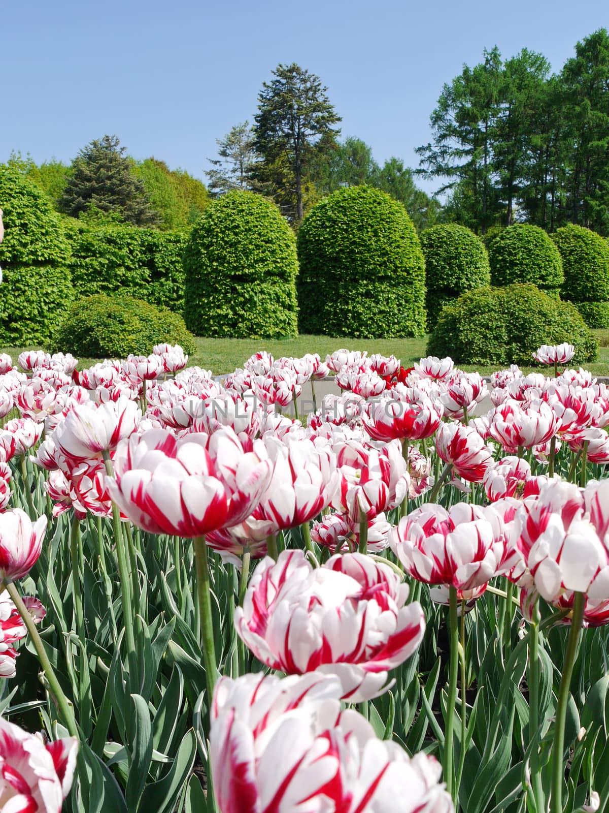 A flower bed with a huge number of red-and-white tulips against a background of trimmed green bushes
