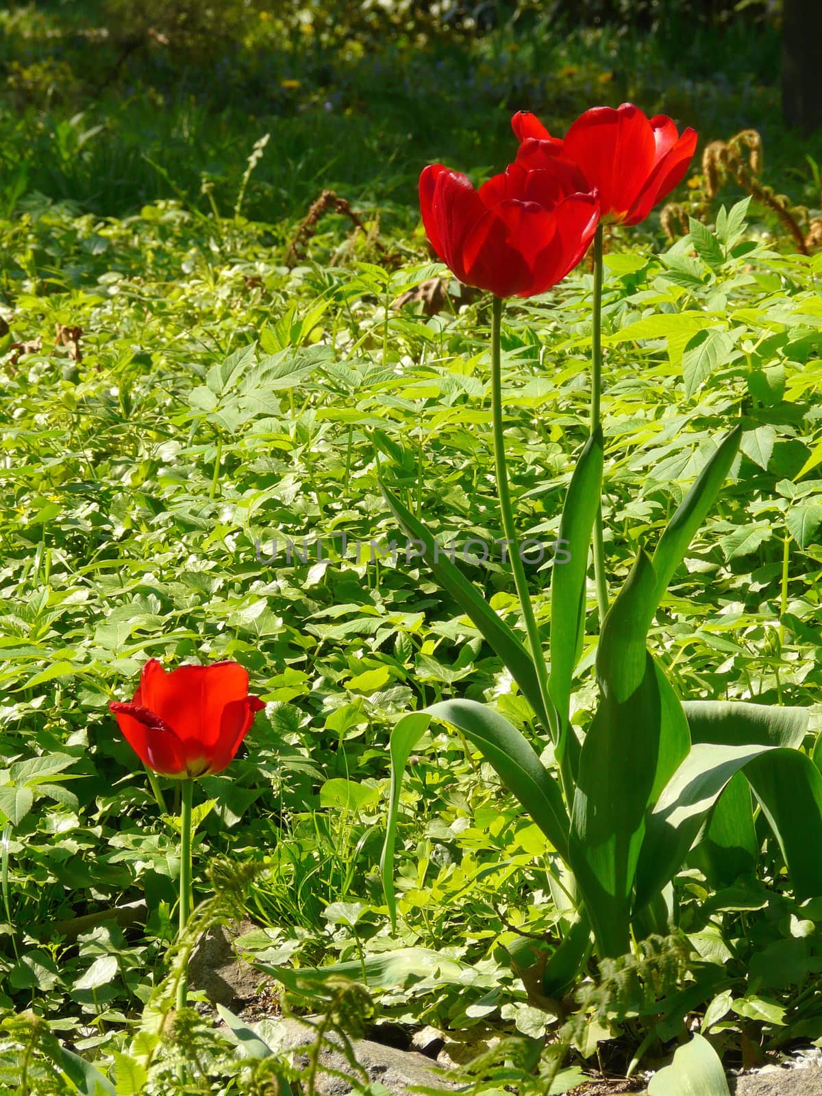 three buds of red tulip in the grass by Adamchuk