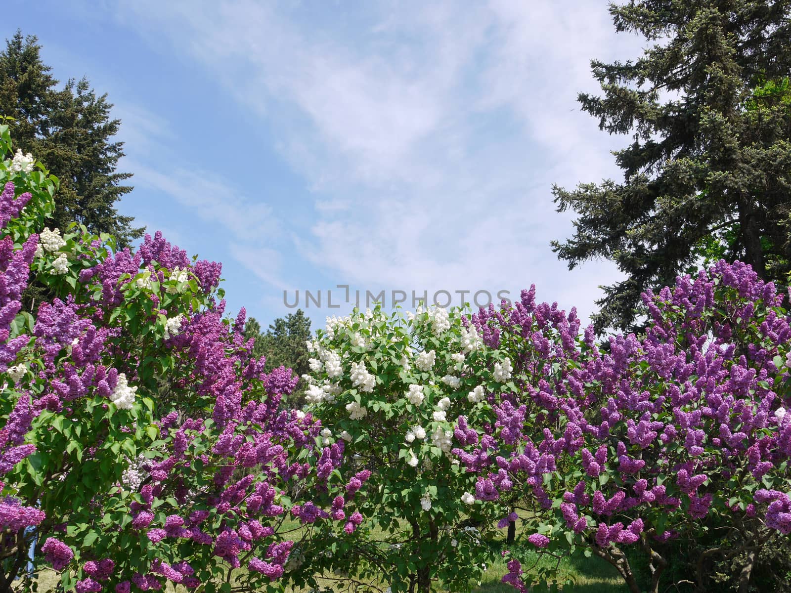 magnificent bushes of blossoming lilacs against the background of firs and blue skies by Adamchuk