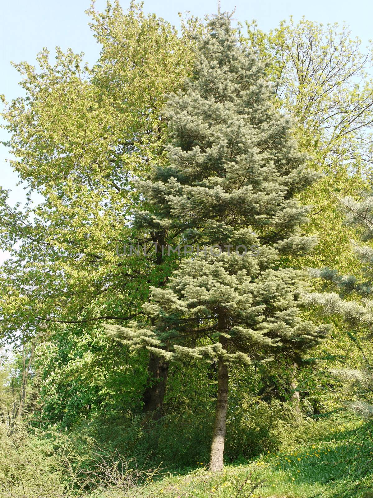 Coniferous tree against the background of other deciduous plants in the green park zone
