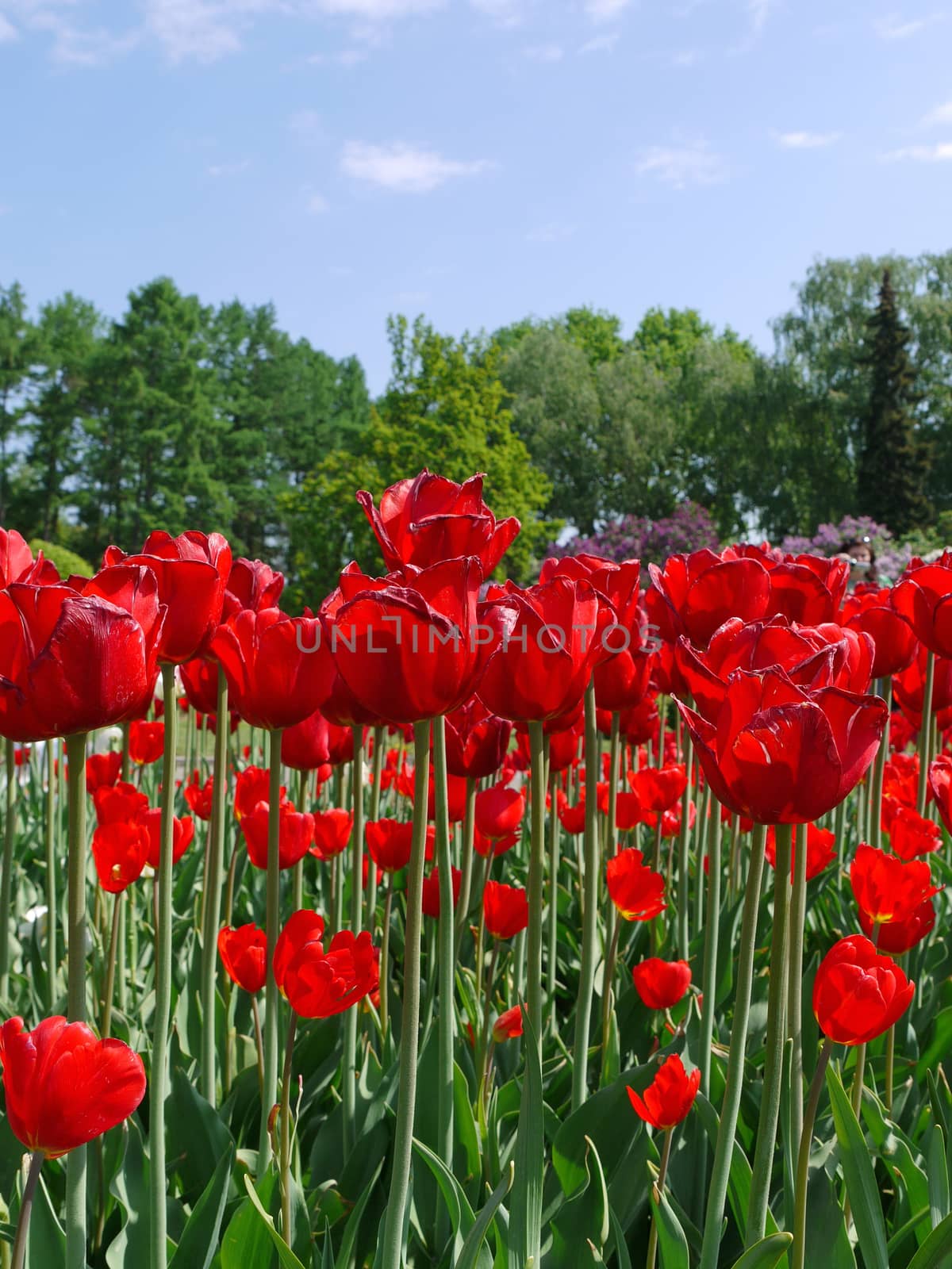 a beautiful palisade of red tulips with green stems against the background of the tops of trees and the blue sky
