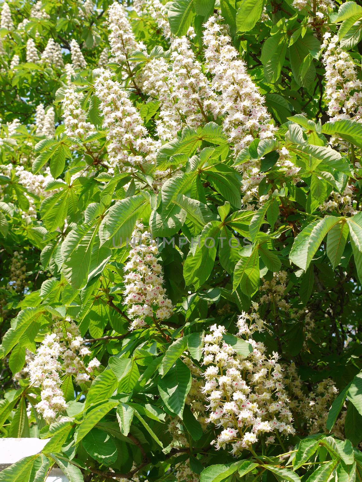 amazing white candles of blossoming chestnuts are very beautiful