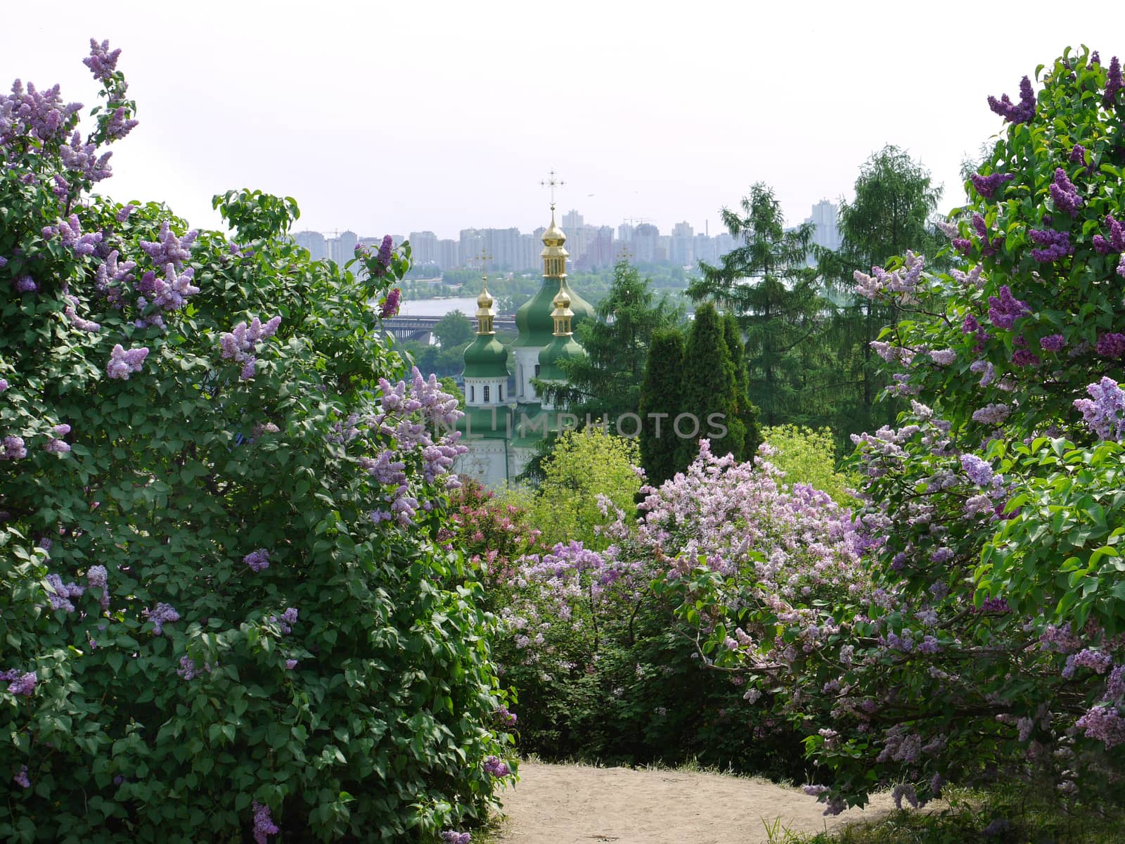 lilac bushes near the road against the backdrop of the green domes of the church by Adamchuk