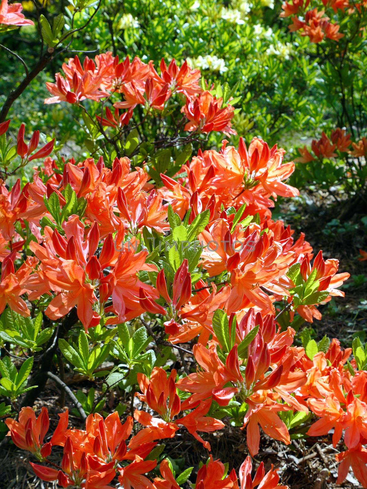 Dense, beautiful orange magnolia inflorescences in the park are illuminated by sunshine