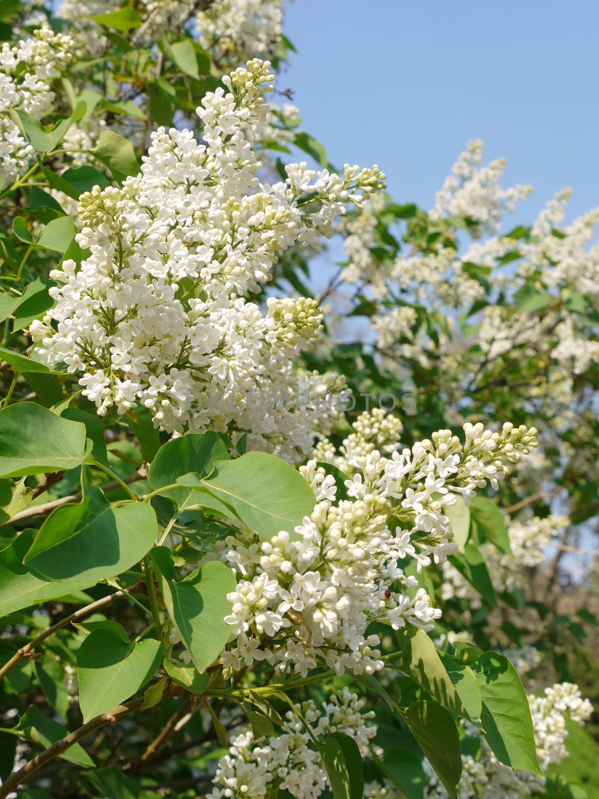 Partly blossoming bush of white lilac pleases the eye. Spring is the most beautiful time